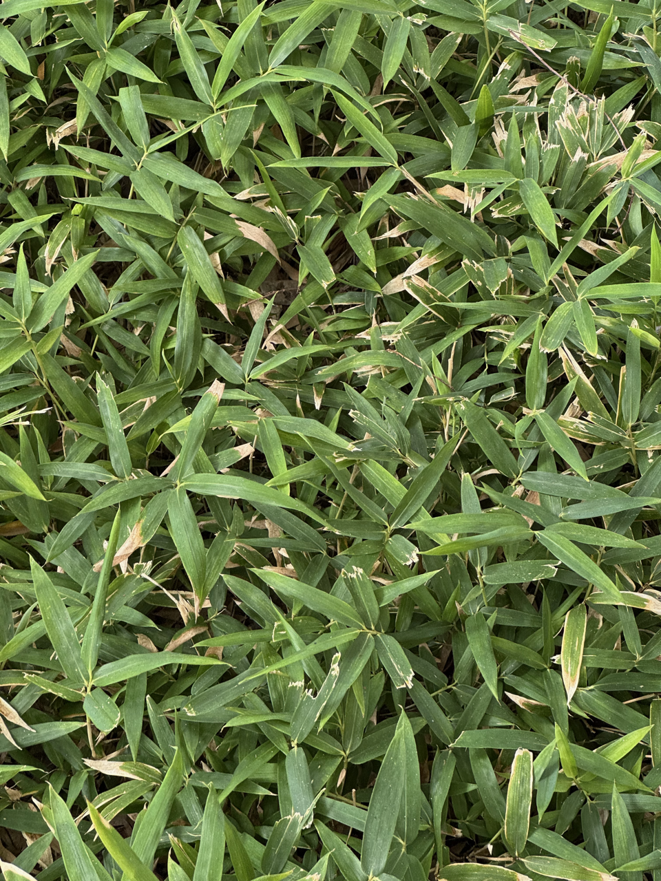 A picture of some grass.